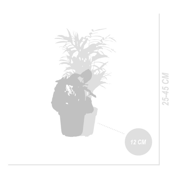 Bloomique – Grüne Zimmerpflanzen Mischung – 6er-Set – Mit Bananenpflanze, Kaffeepflanze, Syngomium Pixie, Chamaedorea Elegans, Spathiphillium, Dieffenbachia – ⌀12 cm - ↕ 25-45 cm
