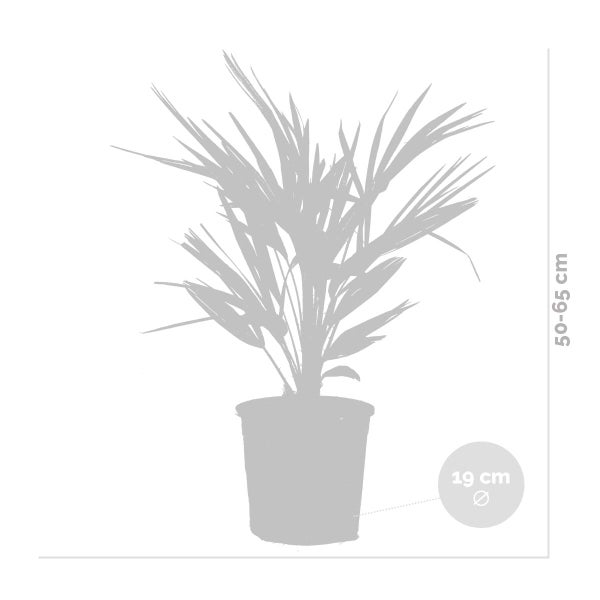 Bloomique - Chamaerops Humilis - Europäische Zwergpalme - Palmen Winterhart Draußen - Höhe 60-70 cm - Topf 19 cm