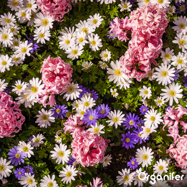 Bunt bepflanztes Blumenbeet mit rosa Hyazinthen sowie weißen und lila Anemonen in Draufsicht. Organifer Logo.