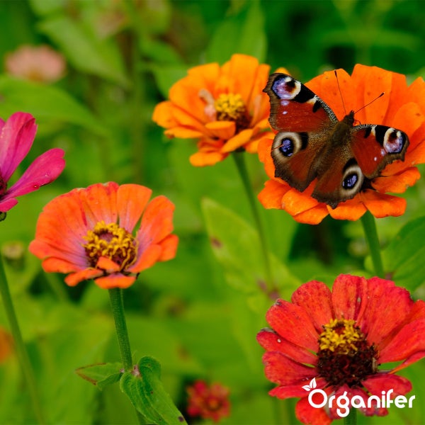 Ein Tagpfauenauge sitzt auf einer Zinnia Blüte in einem Garten voller bunter Sommerblumen. Organifer Logo.