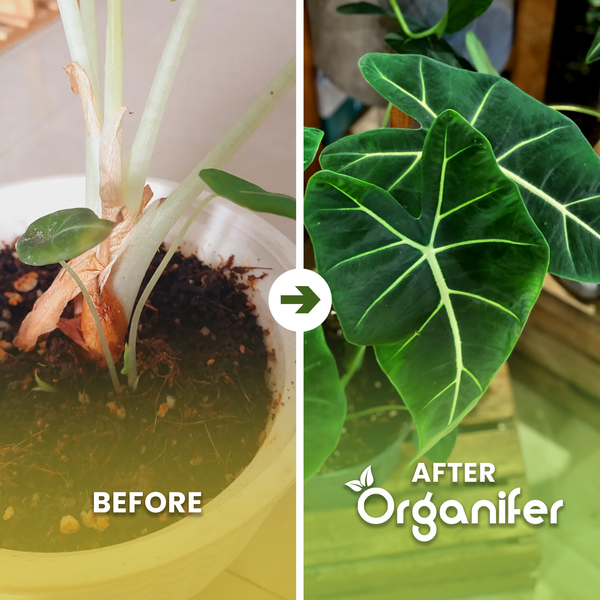 Vorher-Nachher-Vergleich einer Alocasia Zimmerpflanze nach Anwendung von Organifer Pflanzendünger, von welken zu gesunden grünen Blättern.