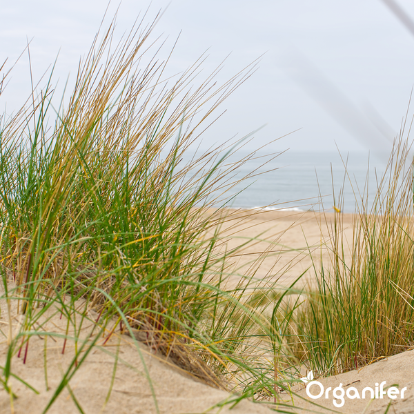 Strandhafer auf einer Sanddüne mit Meer im Hintergrund und Organifer Logo.