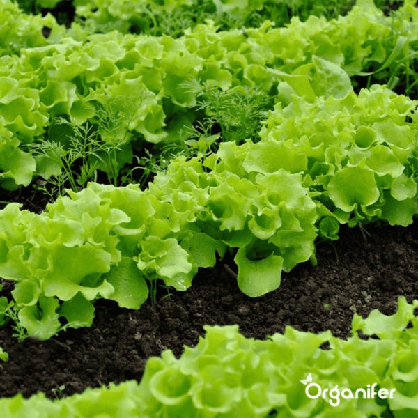 Salat-Saatgutpaket - 20 Arten - Organifer