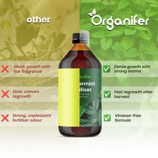 Organifer Pfefferminz-Dünger im Vergleich: Dichtes Wachstum, starkes Aroma, schnelles Nachwachsen und vinassefreie Formel.