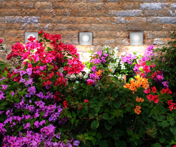 Wand mit Steinverkleidung, beleuchtet mit quadratischen Lampen und geschmückt mit Bougainvillea in verschiedenen Farben