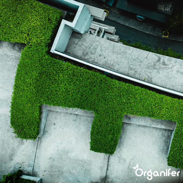 Vogelperspektive einer modernen Betonterrasse mit geometrisch angelegter grüner Hecke und dem Organifer Logo.