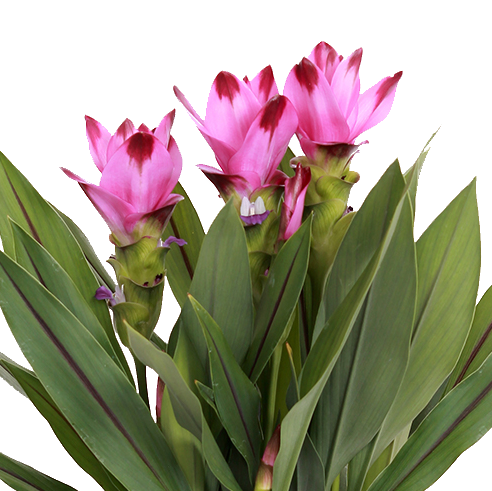 Kurkuma Siam | Tulpenpflanze pro 2 Stück - Außen- und Innenpflanze im Aufzuchttopf cm14 cm - ↕50 cm