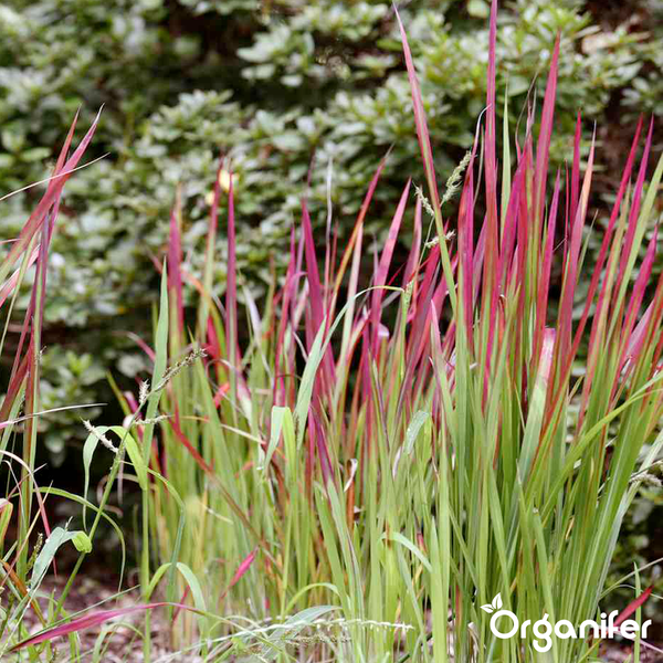 Japanisches Blutgras mit rot-grünen Halmen im Garten, Organifer Logo