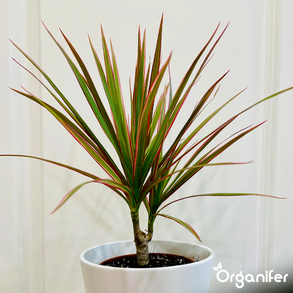 Dracaena marginata Drachenbaum mit rot-grünen Blättern in weißem Topf. Organifer Logo.