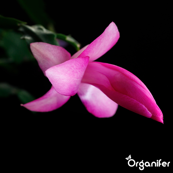 Nahaufnahme einer rosa Weihnachtskaktus-Blüte mit Organifer Logo.