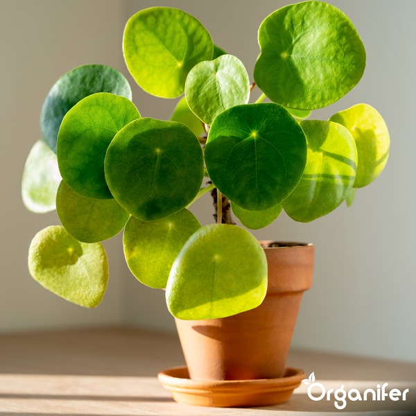 Zimmerpflanze Pilea peperomioides, auch bekannt als Ufopflanze, in einem Tontopf mit Untersetzer. Organifer Logo.