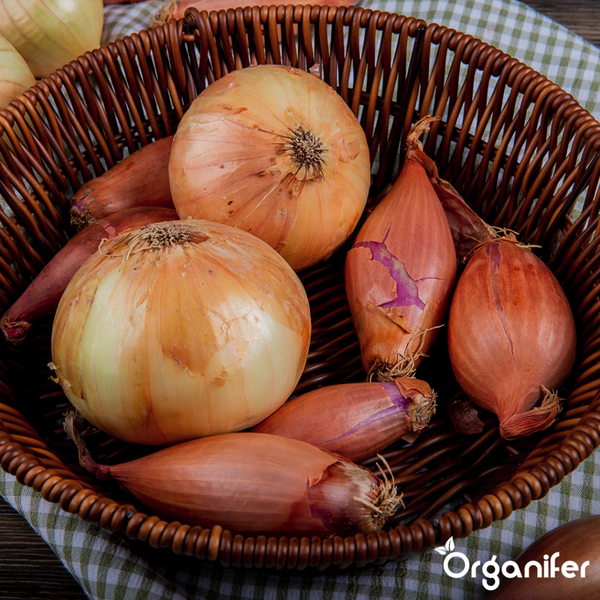 Zwei Papiertüten gefüllt mit Steckzwiebeln