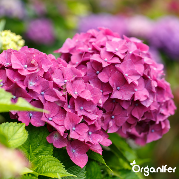 Blühende Hortensie mit Blättern und Organifer Logo.
