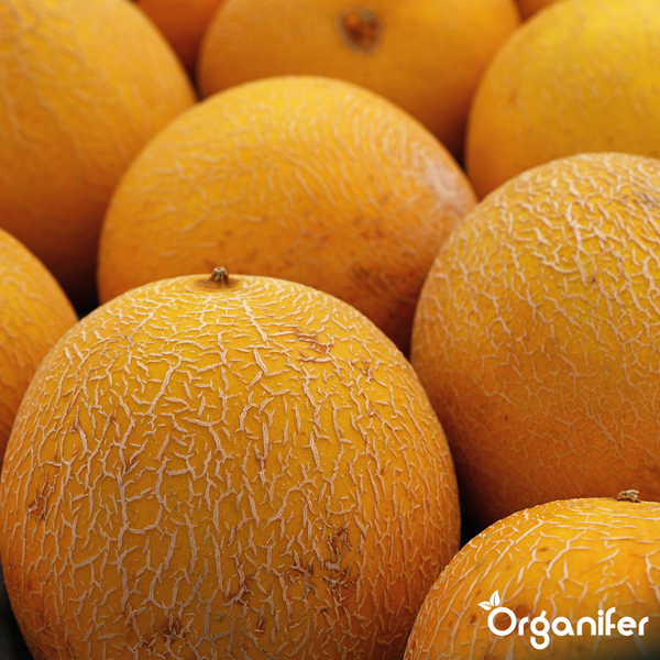 Nahaufnahme reifer Galia-Melonen mit netzartiger Schale, Organifer Logo.