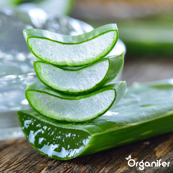 Nahaufnahme einer Aloe Vera Pflanze mit gezackten Blättern und Wassertropfen. Organifer Logo.