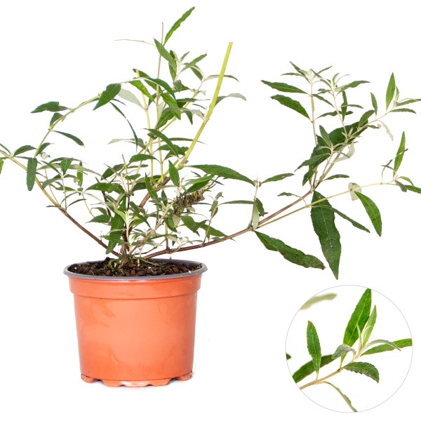 Bloomique - 3er-Mix - Buddleja Davidii - Schmetterlingsflieder - Rosa, Lila, Weiß - Winterhart - Gartenpflanzen - 20-30 cm Hoch - Topf 10,5 cm