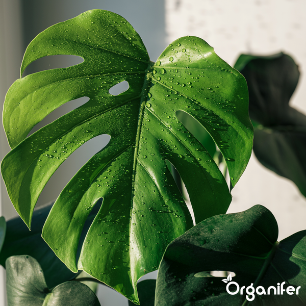 Nahaufnahme eines Monstera deliciosa Blattes mit Wassertropfen und Organifer Logo.