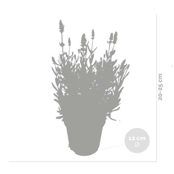 6x Lavandula angustifolia 'Ardèche' - Lavendel - Strauch - Winterherz – ⌀12 cm - ↕20-25 cm