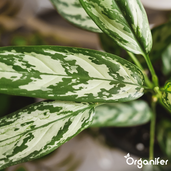 Nahaufnahme einer Aglaonema Zimmerpflanze mit gemusterten Blättern und Organifer Logo.