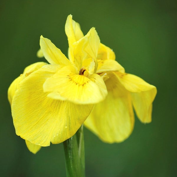 Iris 'Pseudacorus' – Gelbe Schwertlilie – Teichpflanze – Pflegeleicht – Zone 2-3 – ⌀9cm - ↕20-30cm