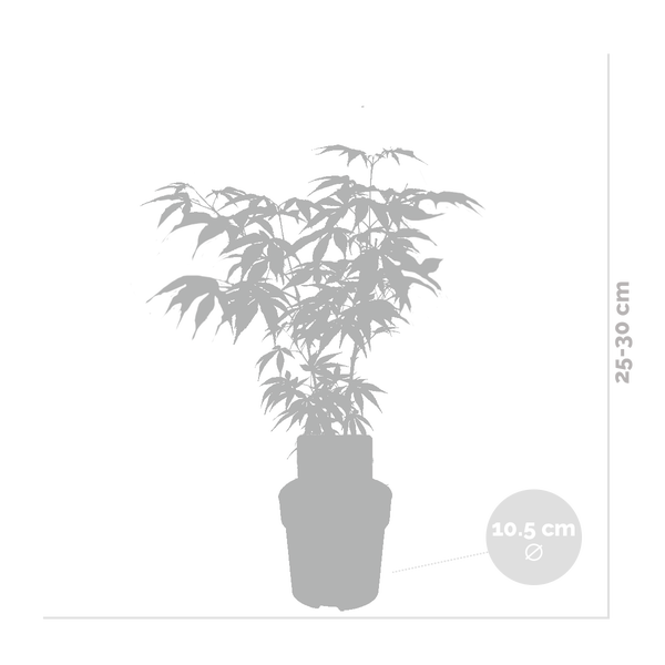 Bloomique - Mischung aus 4 Japanischen Ahornbäumen - Winterharte Pflanzen - Gartenpflanzen Winterhart - Höhe 20-30 cm - Topf 10,5 cm