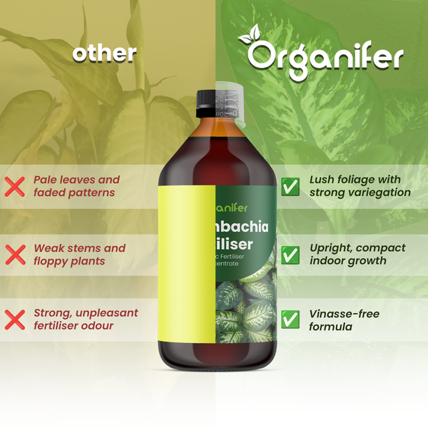 Produktvergleich von Organifer Dieffenbachia Dünger mit Fokus auf gesundes Blattwerk, kompaktes Wachstum und vinassefreie Rezeptur.