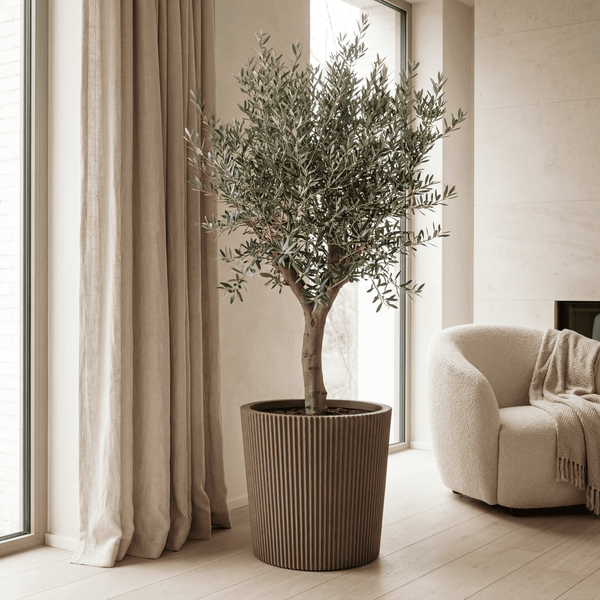Olivenbaum in geriffeltem Pflanzgefäß in einem hellen Wohnzimmer mit Fensterfront und Sessel.