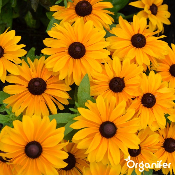 Gelber Sonnenhut Rudbeckia mit dunkler Mitte, Organifer Logo.