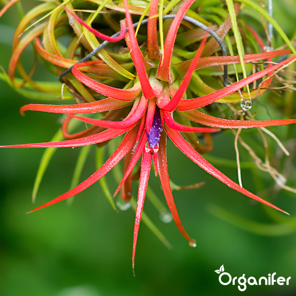 Tillandsia Luftpflanze mit Blüten und Organifer Logo.