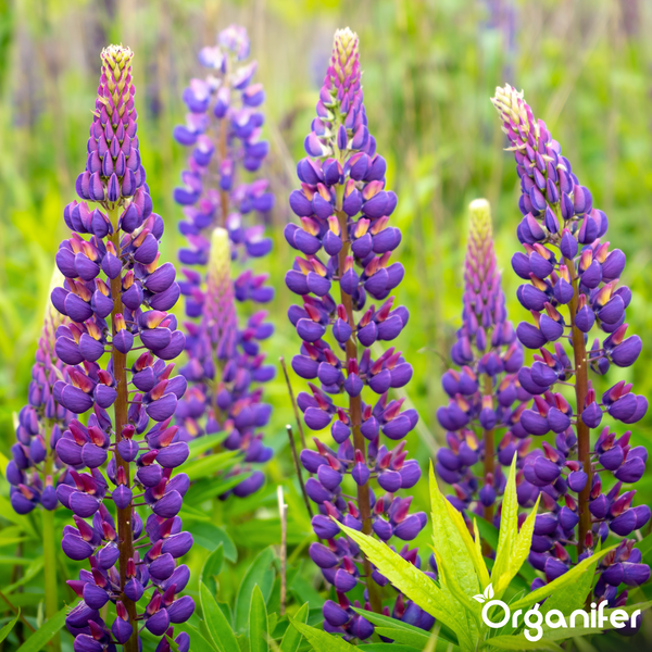 Lilafarbene Lupinen mit hohen Blütenständen und grünen Blättern. Organifer Logo.