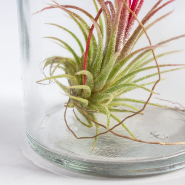 Bloomique - 3er Mix - Tillandsia im Glas - Tillandsien - Luftpflanzen Echt - Sehr Pflegeleicht - Höhe 12 cm