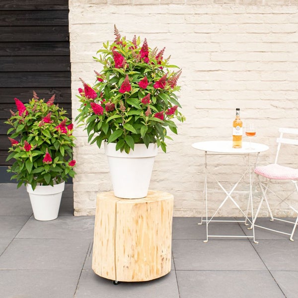 Bloomique - Buddleja Butterfly Little Ruby - Schmetterlingsflieder - Gartenpflanzen - Winterhart - 30-40 cm Hoch - Topf 19 cm