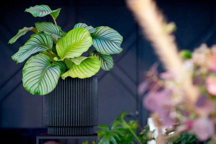 Calathea orbifolia mit gestreiften Blättern in einem schwarzen, geriffelten Pflanzgefäß.