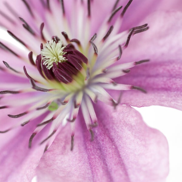 Bloomique - 2er-Set - Clematis Hagley Hybrid - Waldrebe - Rosa - Kletterpflanzen - Gartenpflanzen - Winterhart - Topf 15 cm - 70-80 cm hoch