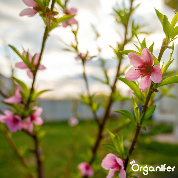 Blühende Zweige mit rosa Blüten und grünen Blättern in einem hellen Garten, Organifer Logo.