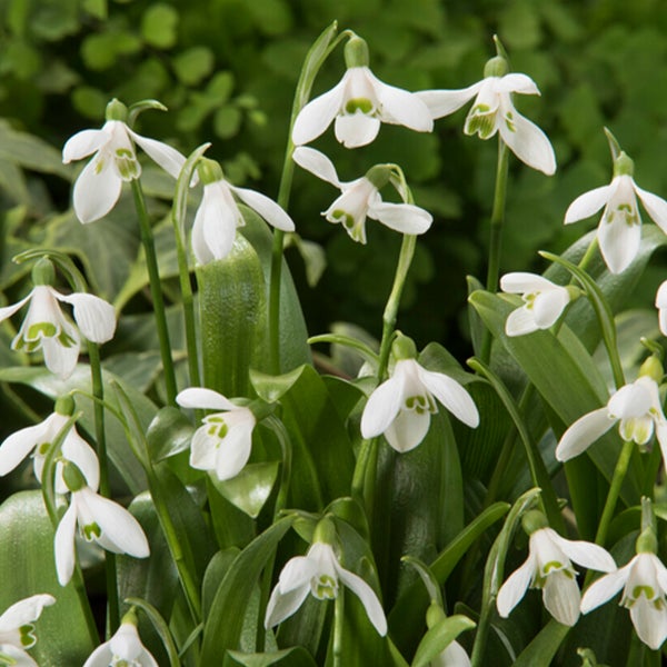 Bloomique – Mischung aus 25 – Galanthus Woronowii – Schneeglöckchen – Weiß – Blumenzwiebeln – Frühlingsblüte – Mehrjährige Pflanzen – Wird 10–15 cm groß