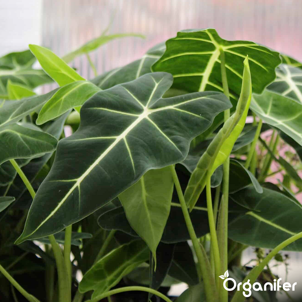 Verschiedene Alocasia-Zimmerpflanzen mit strukturierten, herzförmigen Blättern in einer Holzkiste, Organifer Logo.