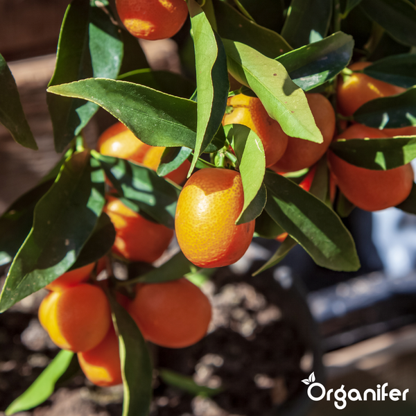 Kumquat Pflanze mit reifen orangen Früchten und grünen Blättern, Organifer Logo.