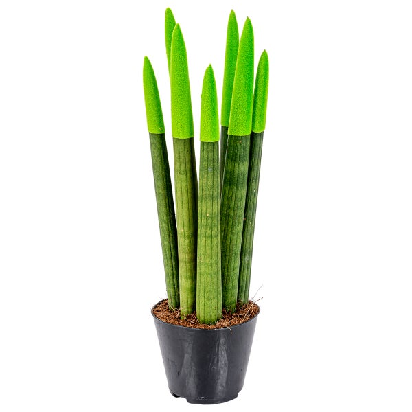 Bloomique - Sansevieria Velvet Touch - Schwiegermutterzunge - Bogenhanf - Zimmerpflanzen - Luftreinigend - Sehr pflegeleicht - 20-30 cm Hoch - Topf 9 cm