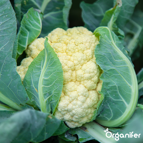 Blumenkohl im Wachstum im Garten mit großen Blättern. Organifer Logo.