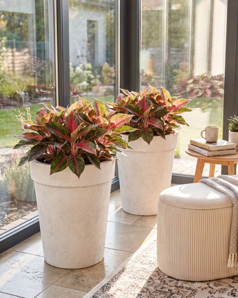 Zwei Aglaonema Zimmerpflanzen mit gemusterten Blättern in großen, runden, strukturierten Pflanzkübeln in einem lichtdurchfluteten Wintergarten.