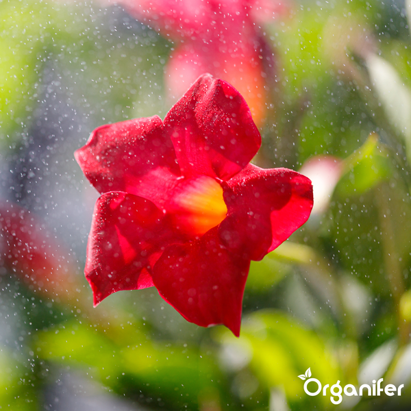 Rote Mandevilla-Blüte mit Wassertropfen während der Bewässerung. Organifer Logo.