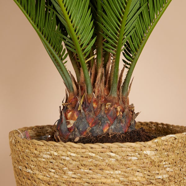 Bloomique - Cycas Revoluta - Palmfarn - Sagopalme - Palme - Sehr Pflegeleicht - Höhe 60-70 cm - Topf 17 cm