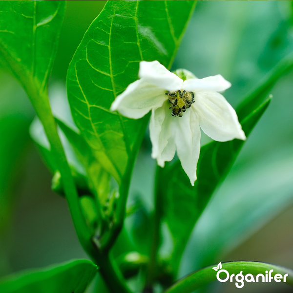 Nahaufnahme einer weißen Blüte an einer grünen Pflanze mit dem Organifer Logo.