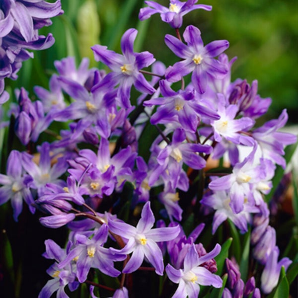 Bloomique - Mischung aus 50 - Chionodoxa Forbesii - große Schneeblume - blau, weiß, lila - Blumenzwiebeln - Frühlingsblüte - mehrjährige Pflanzen - wird 10-15 cm groß