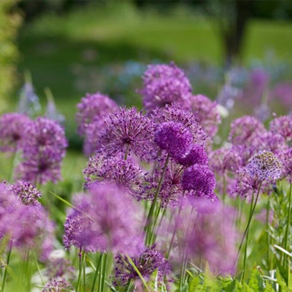 Bloomique - 15er-Mix - Allium Fantasia - Look - Zierzwiebel - Blau, Weiß, Lila - Blumenzwiebeln - Frühlingsblüher - Mehrjährige Pflanzen - Wird bis zu 70-90 cm groß