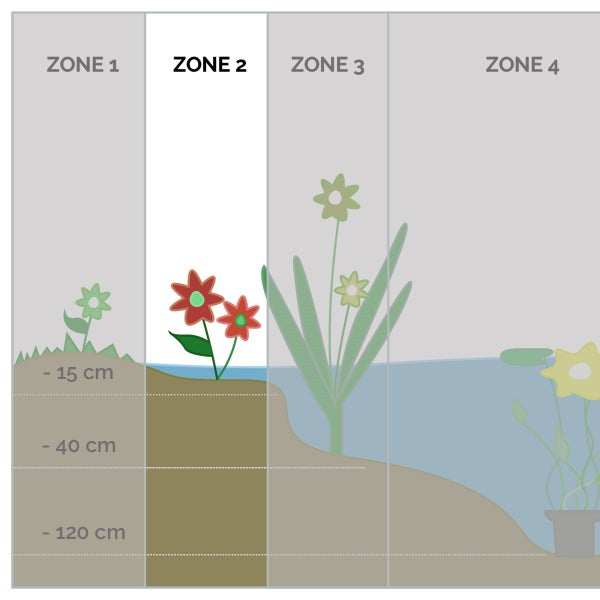 Illustration der Pflanzzonen im Teich mit Fokus auf Zone 2 für Flachwasserpflanzen in einer Wassertiefe von minus 15 bis minus 40 Zentimeter.