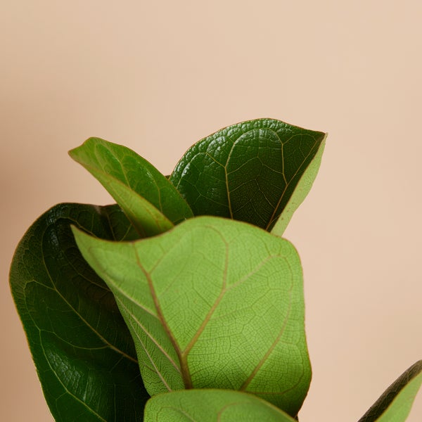 Bloomique - Ficus Lyrata Bambino - Geigenfeige - Zimmerpflanzen - Pflegeleicht - Luftreinigend - Höhe 30-40 cm - Topf 12 cm