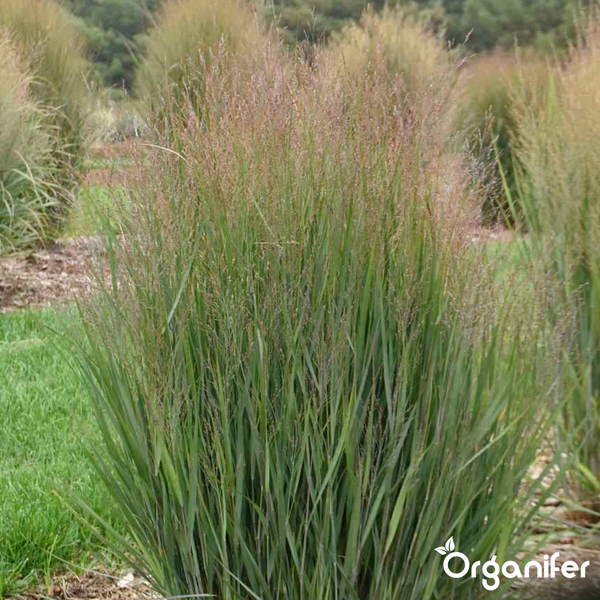 Ziergras Rutenhirse Panicum virgatum im Garten mit feinen Blütenrispen. Organifer Logo.