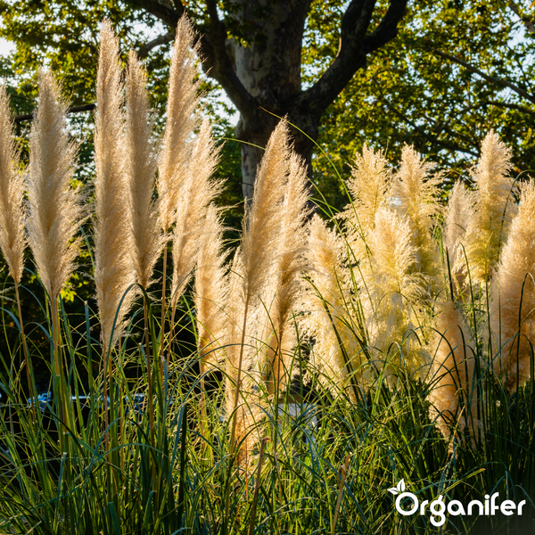 Pampasgras mit großen, federartigen Blütenwedeln und langen Blättern im Garten. Organifer Logo.